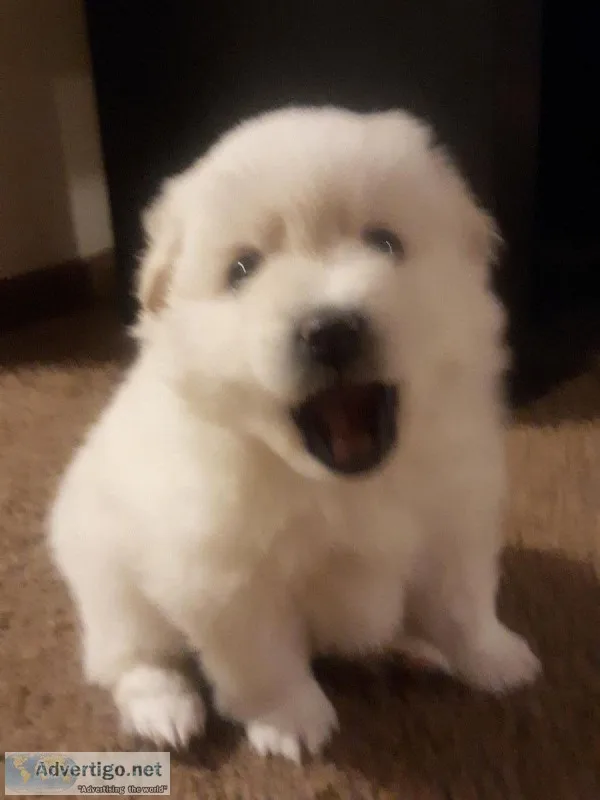 American EskimoPomeranian