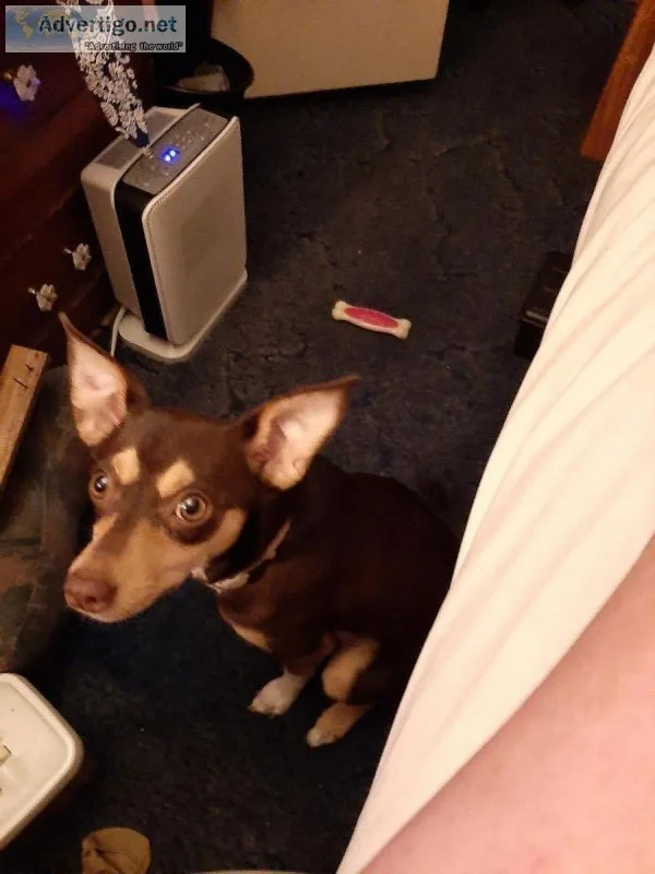 7 month old min pin