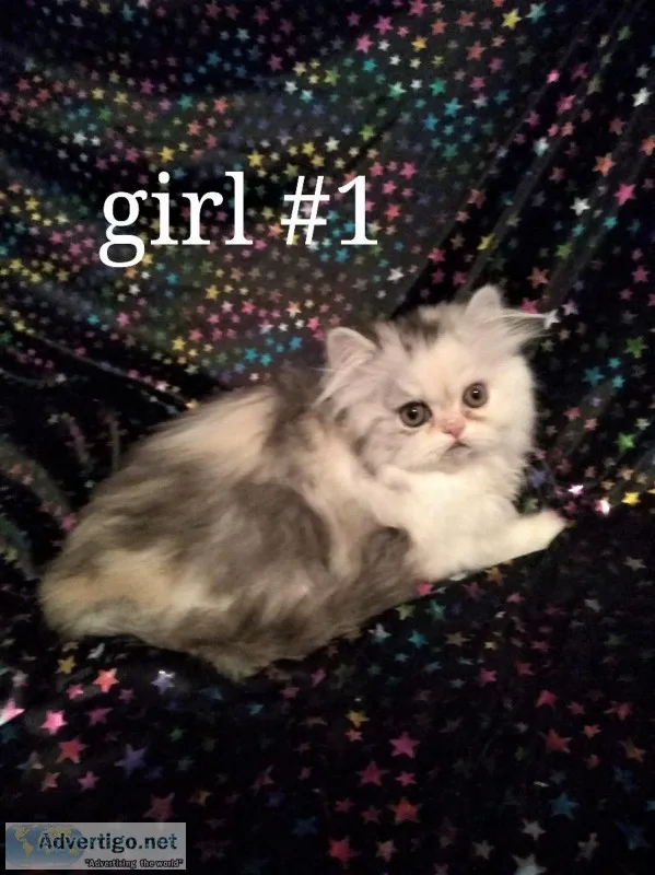 persian doll faced kittens omaha neb