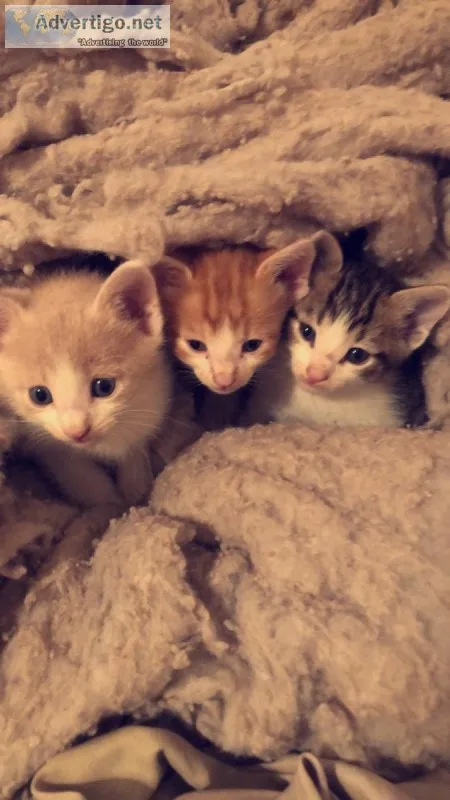Free kittens 8 weeks old