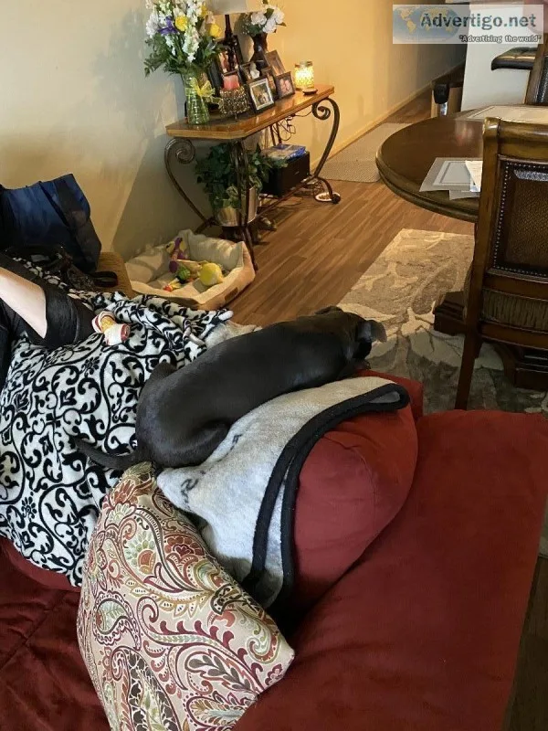 Free Dog