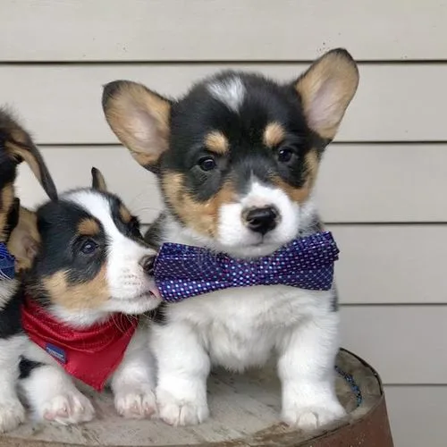 Blessing pembroke welsh corgi