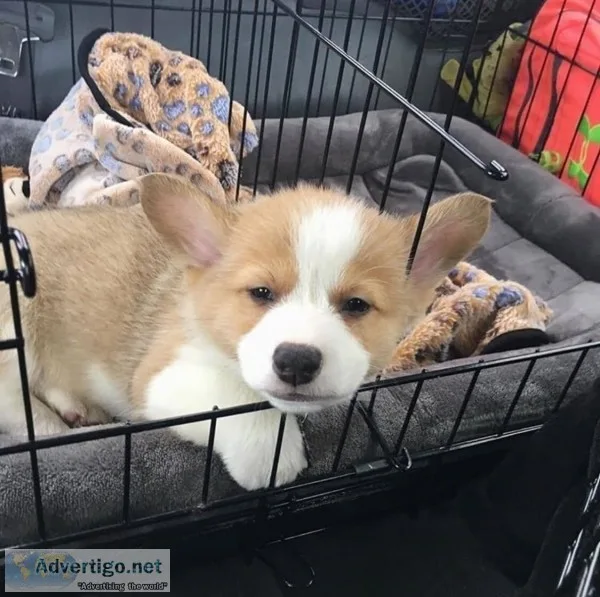 Wonderful bred welsh corgi puppies