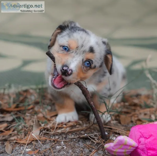 Perfect male and female pembroke welsh corgi