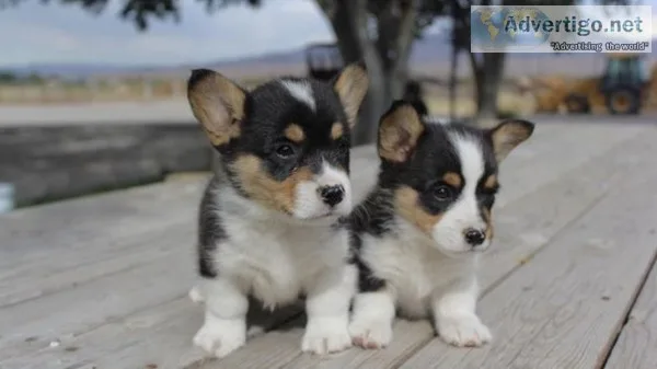 Kiosk male and female corgi puppies