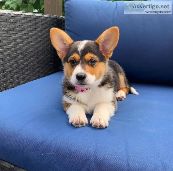 Great pups for sale