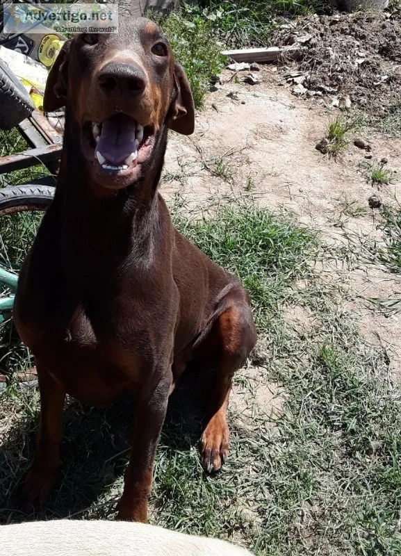 Male Red European Doberman