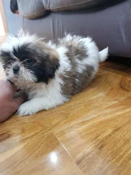 Beautiful Shih Tzu Pup