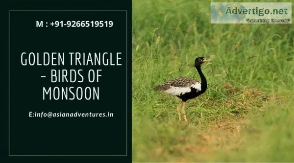 Golden Triangle &ndash Birds Of Monsoon