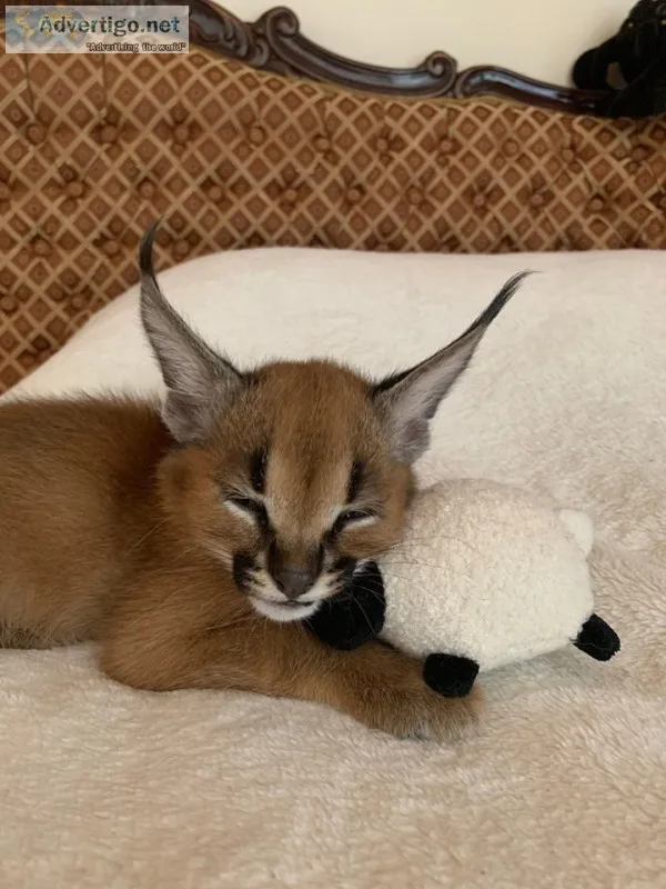 Caracal male kitten available for sale