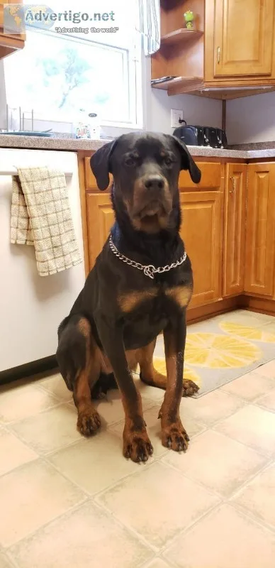 Rottie looking for a new home