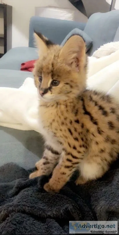 Savannah female kitten available for sale