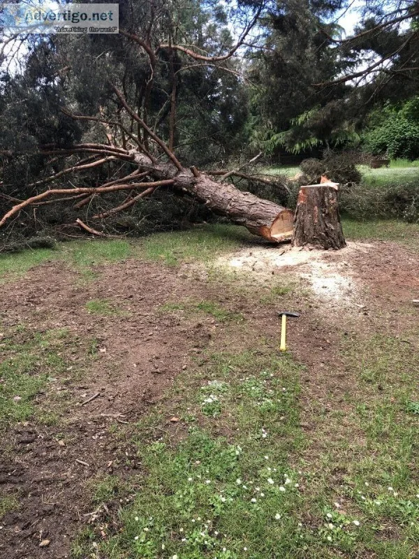 Tree Felling for Hire