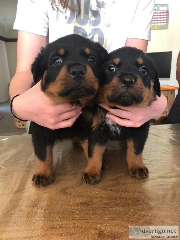 Rottweiler puppies