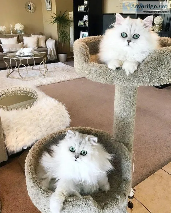 Persian kittens