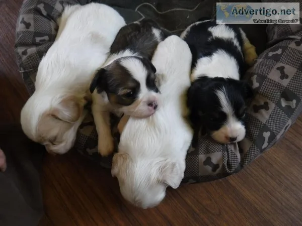 4 week old Chihuahua Cavalier King Charles mix puppies
