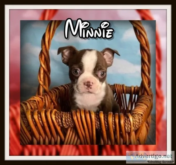 Minnie AKC Female Boston Terrier