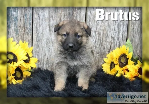 Brutus Male AKC German Shepherd