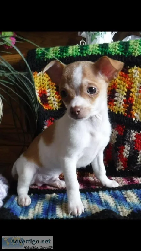 11 week old male Chihuahua puppies