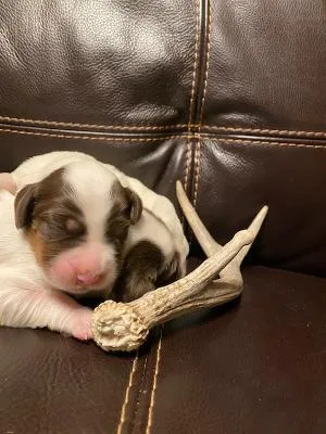 Registered English Setters