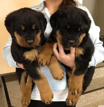 Rottweiler Puppies Comes with love