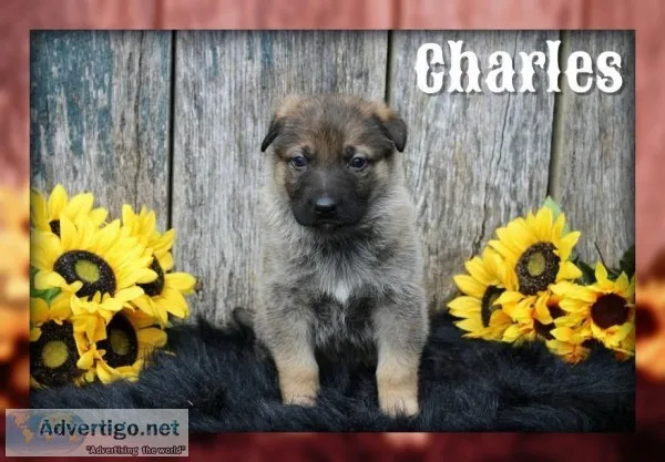Charles Male AKC German Shepherd