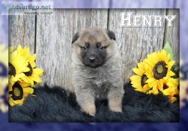 Henry Male AKC German Shepherd