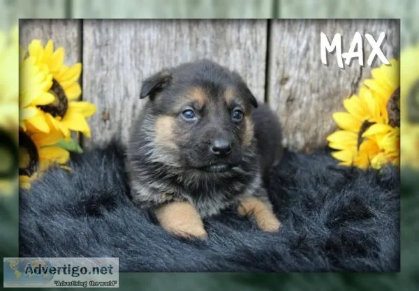 Max Male AKC German Shepherd