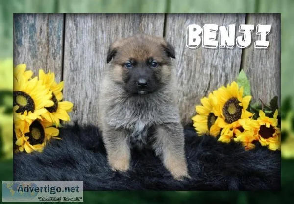Benji Male AKC German Shepherd