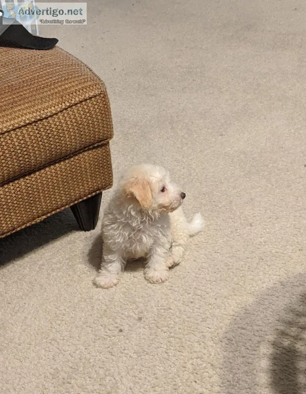 Puppy forsale