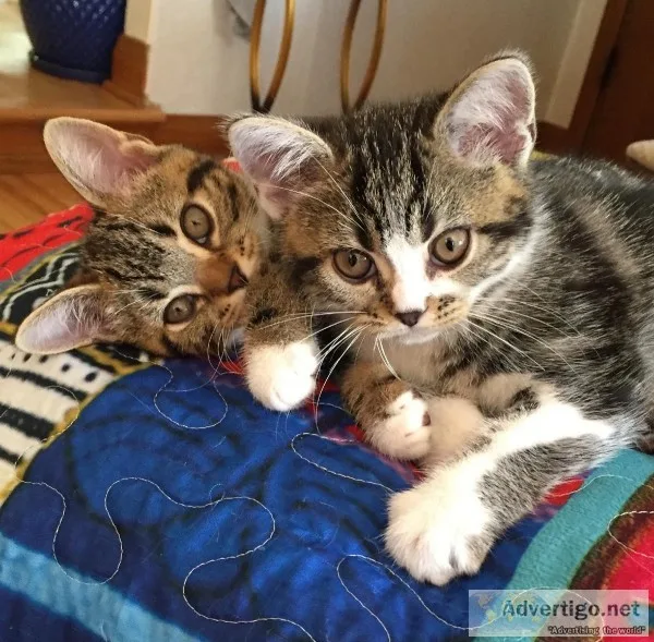 American Shorthairs Kittens Available