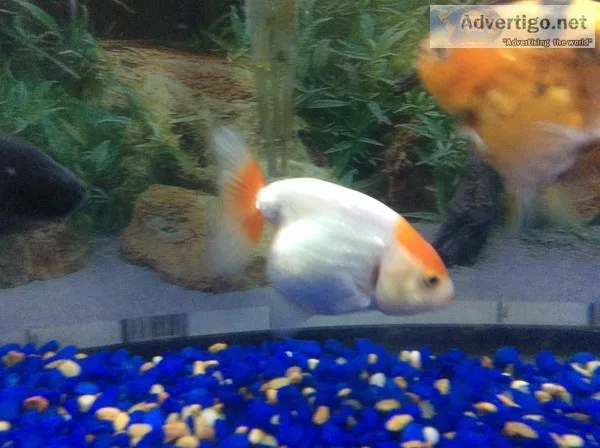 Red and white Ranchu goldfish