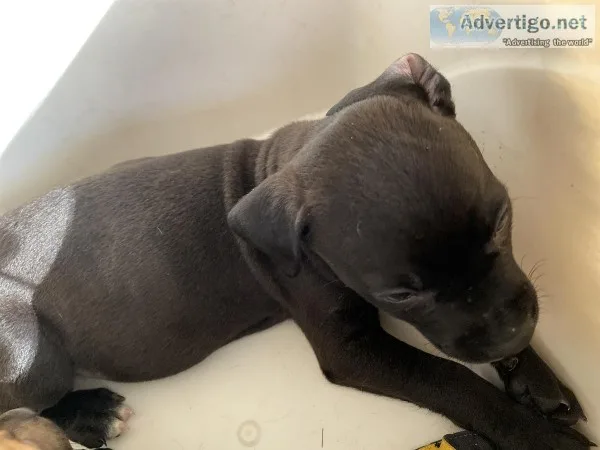 Pit puppy