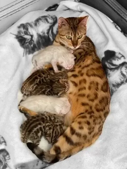 Bengal Kittens Available Now