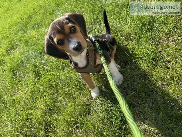 Dog needs to be rehomed