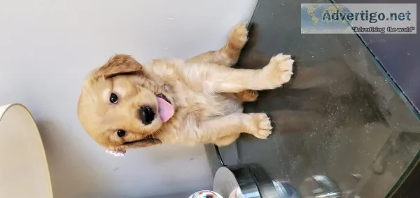 Golden Retriever female puppy