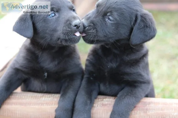 Labrador puppies from home breeding