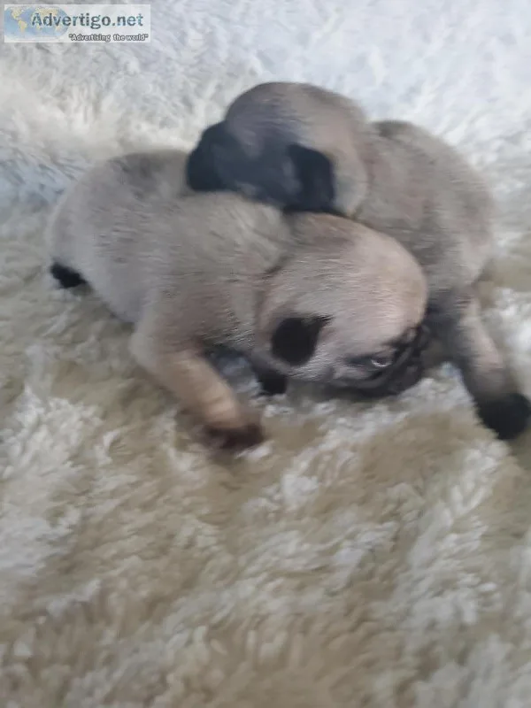 Pug Puppies