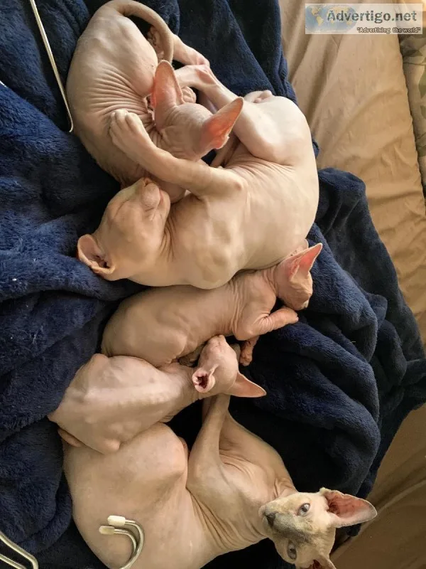 Selling sphynx kittens
