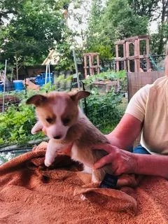 Corgis puppies