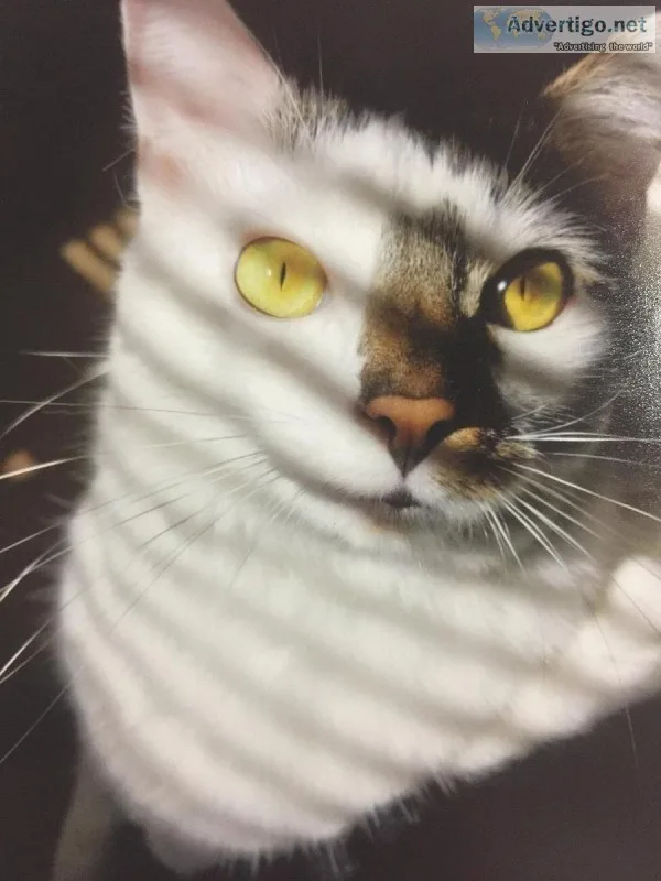 Free Sweet Cat