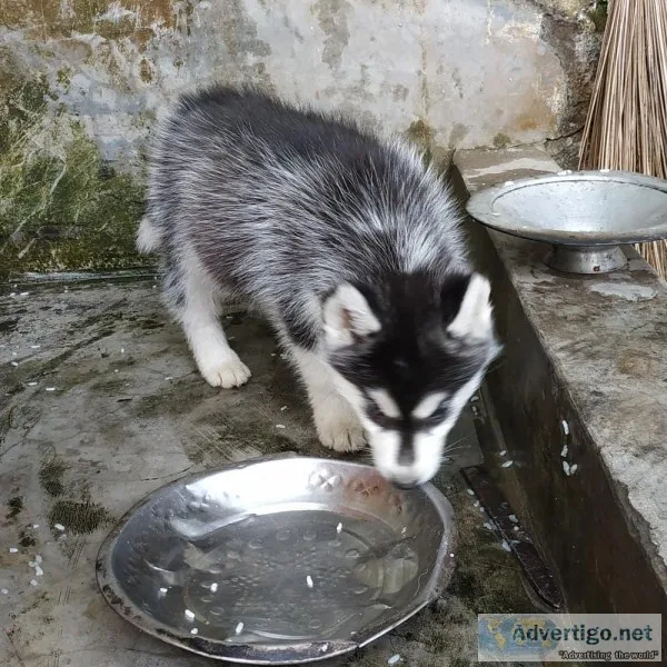 Beautiful Siberian puppy Huskies