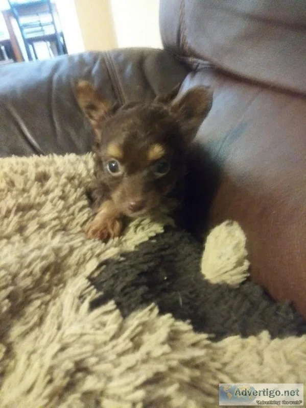 Chihuahua puppy