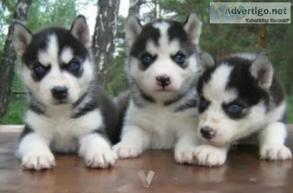 Male and female husky puppies 800 