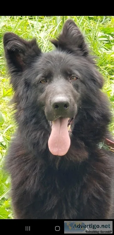 German shepherd akc