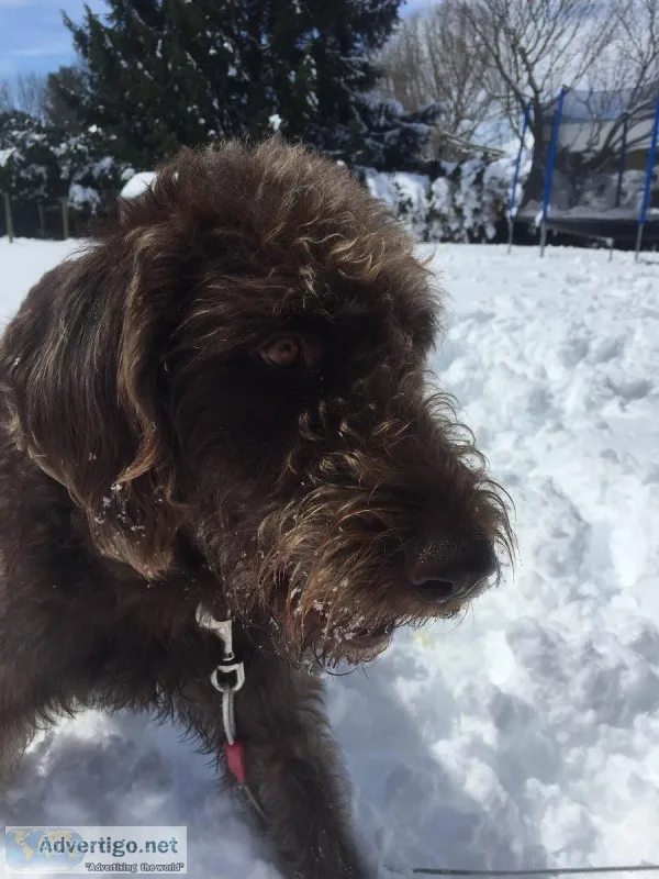 Free chocolate labradoodle