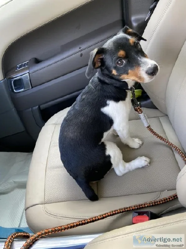 Want a registered female jack Russell
