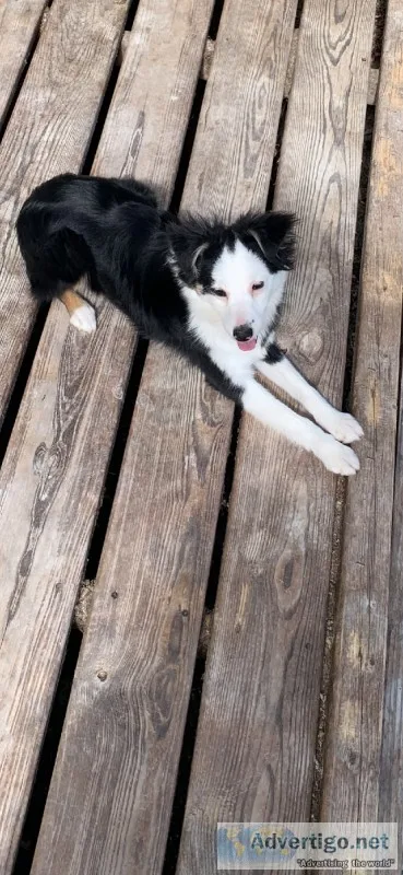 Toy Aussie