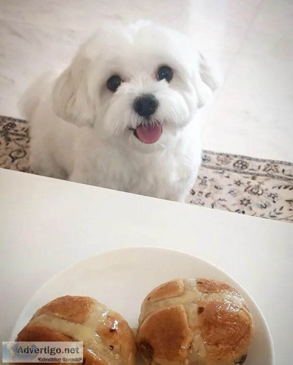 Maltese puppy for rehoming