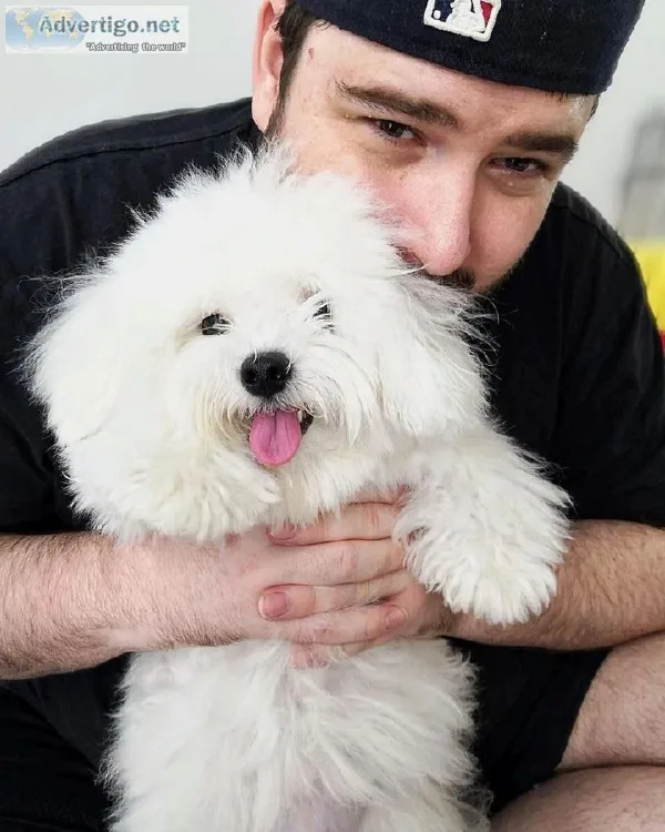 Maltese puppy